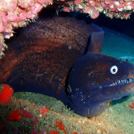 Orly Club Arena Dorada Apartman *